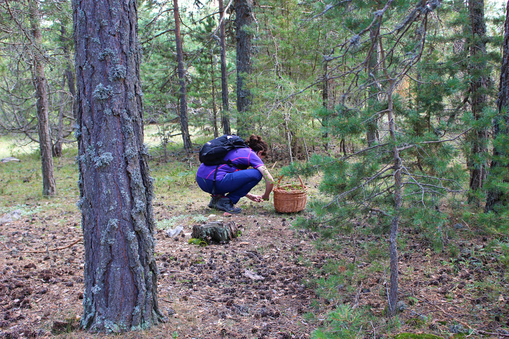 Recolección de Setas