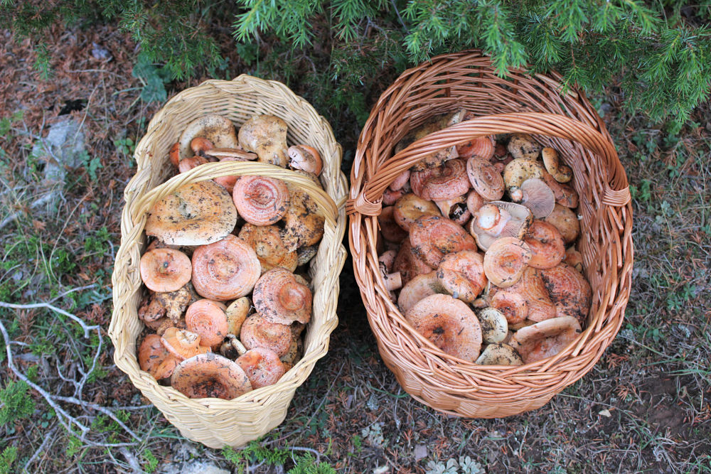 Recolección de Setas